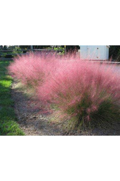 Декоративна трава Муленбергія Рубі в саду природного стилю